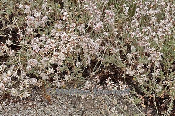 eriogonum wrightii var subscaposum 3 graphic